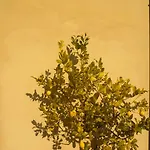 Vila Luxury 6-bed Tuscan Near Lucca And Florence
